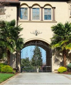 Fast Growing Trees Windmill Palm Tree
