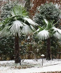 Fast Growing Trees Windmill Palm Tree