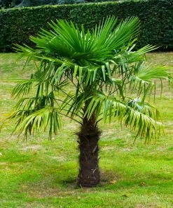 Fast Growing Trees Windmill Palm Tree