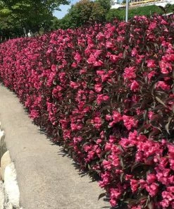 Fast Growing Trees Wine & Roses® Weigela Shrub