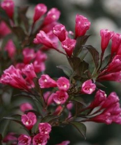 Fast Growing Trees Wine & Roses® Weigela Shrub 10 Fast Growing Trees Wine & Roses® Weigela Shrub