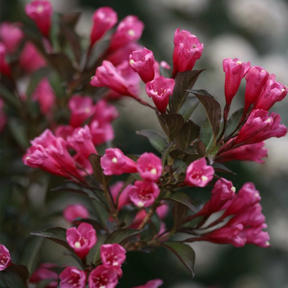 Fast Growing Trees Wine & Roses® Weigela Shrub 6 Fast Growing Trees Wine & Roses® Weigela Shrub