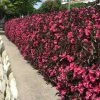 Fast Growing Trees Wine & Roses® Weigela Shrub