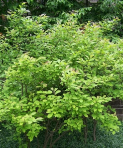 Fast Growing Trees Apollo Winterberry Holly Shrub