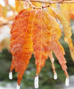 Fast Growing Trees Wireless® Zelkova Tree