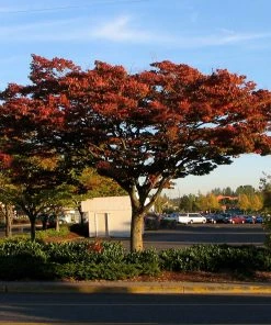 Fast Growing Trees Wireless® Zelkova Tree