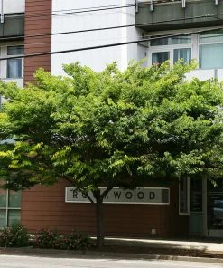 Fast Growing Trees Wireless® Zelkova Tree