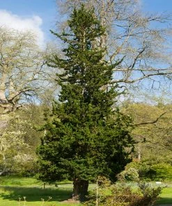 Fast Growing Trees Wissel's Saguaro Cypress Tree Cypress Trees