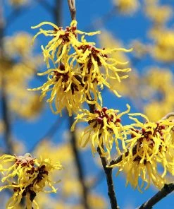 Fast Growing Trees Common Witch Hazel Shrub See All Shrubs & Hedges