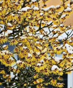 Fast Growing Trees Common Witch Hazel Shrub See All Shrubs & Hedges