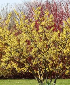Fast Growing Trees Common Witch Hazel Shrub See All Shrubs & Hedges