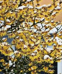 Fast Growing Trees Common Witch Hazel Shrub See All Shrubs & Hedges