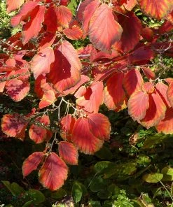 Fast Growing Trees Diane Witch Hazel Shrub See All Shrubs & Hedges 9 Fast Growing Trees Diane Witch Hazel Shrub See All Shrubs & Hedges