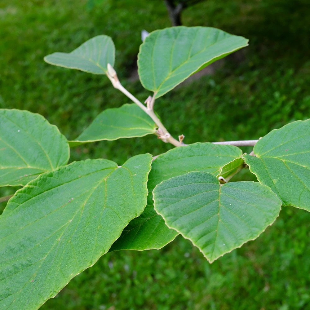 Fast Growing Trees Diane Witch Hazel Shrub See All Shrubs & Hedges 6 Fast Growing Trees Diane Witch Hazel Shrub See All Shrubs & Hedges