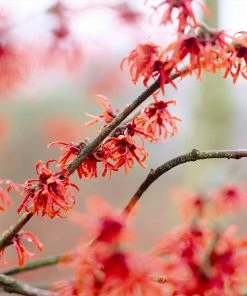 Fast Growing Trees Diane Witch Hazel Shrub See All Shrubs & Hedges 8 Fast Growing Trees Diane Witch Hazel Shrub See All Shrubs & Hedges