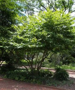 Fast Growing Trees Diane Witch Hazel Shrub See All Shrubs & Hedges 11 Fast Growing Trees Diane Witch Hazel Shrub See All Shrubs & Hedges