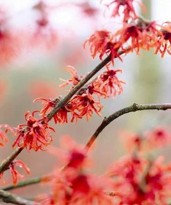 Fast Growing Trees Diane Witch Hazel Shrub See All Shrubs & Hedges