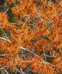 Fast Growing Trees Jelena Witch Hazel Shrub See All Shrubs & Hedges