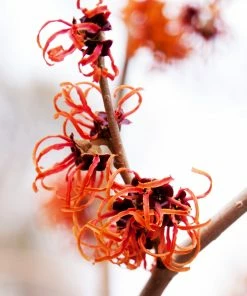 Fast Growing Trees Jelena Witch Hazel Shrub See All Shrubs & Hedges
