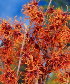 Fast Growing Trees Jelena Witch Hazel Shrub See All Shrubs & Hedges