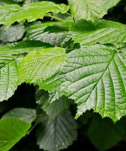 Fast Growing Trees Jelena Witch Hazel Shrub See All Shrubs & Hedges