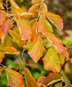 Fast Growing Trees Jelena Witch Hazel Shrub See All Shrubs & Hedges