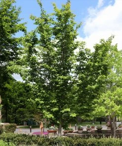 Fast Growing Trees Jelena Witch Hazel Shrub See All Shrubs & Hedges