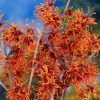 Fast Growing Trees Jelena Witch Hazel Shrub See All Shrubs & Hedges