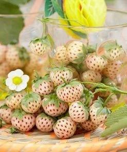 Fast Growing Trees Pineberry