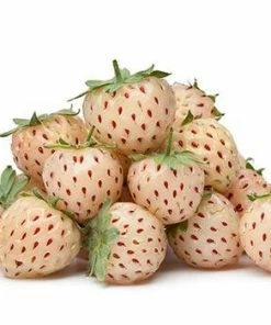 Fast Growing Trees Pineberry