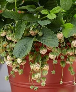 Fast Growing Trees Pineberry