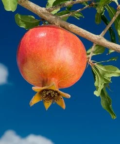Fast Growing Trees Wonderful Pomegranate Tree