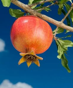 Fast Growing Trees Wonderful Pomegranate Tree