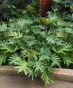 Fast Growing Trees Xanadu Philodendron 'Winterbourn' Plant Carefree House Plants