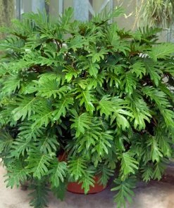 Fast Growing Trees Xanadu Philodendron 'Winterbourn' Plant Carefree House Plants