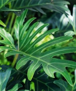 Fast Growing Trees Xanadu Philodendron 'Winterbourn' Plant Carefree House Plants