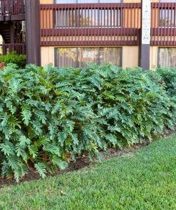 Fast Growing Trees Xanadu Philodendron 'Winterbourn' Plant Carefree House Plants