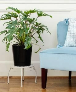 Fast Growing Trees Xanadu Philodendron 'Winterbourn' Plant Carefree House Plants