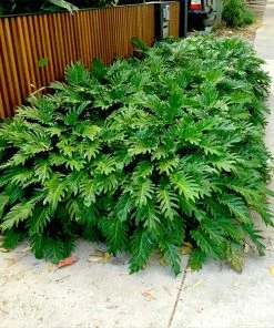 Fast Growing Trees Xanadu Philodendron'Winterbourn' Plant Carefree House Plants