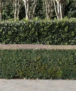 Fast Growing Trees Dwarf Yaupon Holly