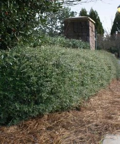 Fast Growing Trees Dwarf Yaupon Holly