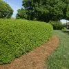 Fast Growing Trees Dwarf Yaupon Holly 2 Fast Growing Trees Dwarf Yaupon Holly