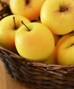 Fast Growing Trees Golden Delicious Apple Tree Apple Trees