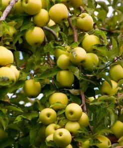 Fast Growing Trees Apple Trees Golden Delicious Apple Tree