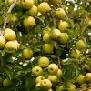 Fast Growing Trees Golden Delicious Apple Tree Apple Trees