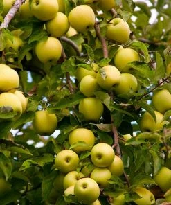 Fast Growing Trees Golden Delicious Apple Tree Apple Trees