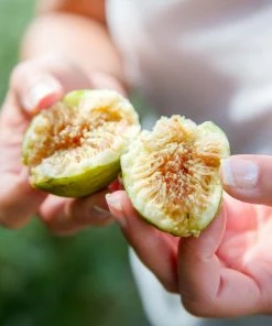 Fast Growing Trees Yellow Fig Tree Fig Trees