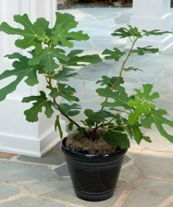 Fast Growing Trees Yellow Fig Tree Fig Trees