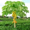 Fast Growing Trees Tropical Patio Plants Yellow Papaya