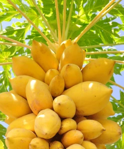 Fast Growing Trees Tropical Patio Plants Yellow Papaya
